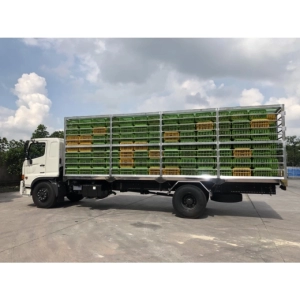 XE CHỞ GIA CẦM 5.5 TẤN HINO FC9JLTC